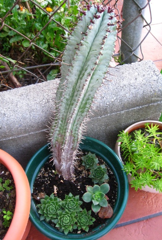 [Foto de planta, jardin, jardineria]