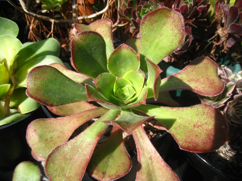 [Foto de planta, jardin, jardineria]