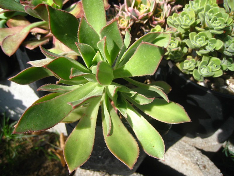 [Foto de planta, jardin, jardineria]