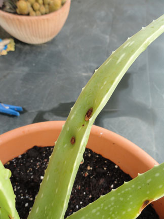[Foto de planta, jardin, jardineria]