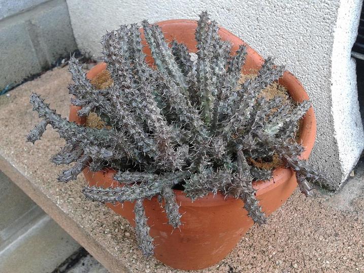[Foto de planta, jardin, jardineria]