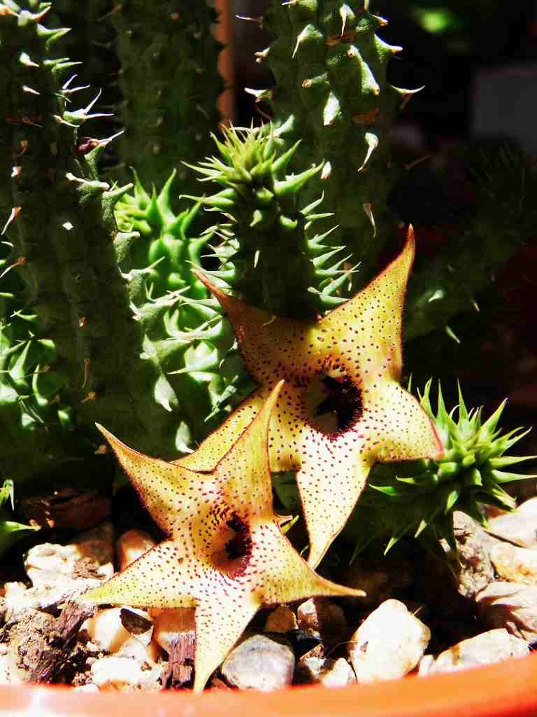 [Foto de planta, jardin, jardineria]