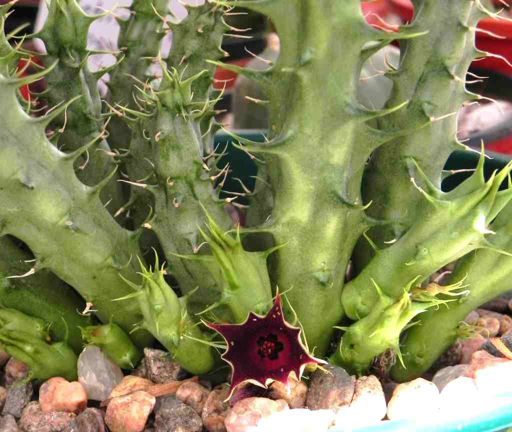 [Foto de planta, jardin, jardineria]