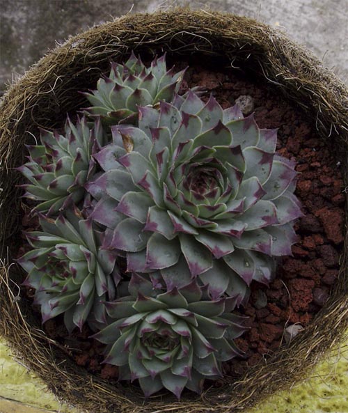[Foto de planta, jardin, jardineria]