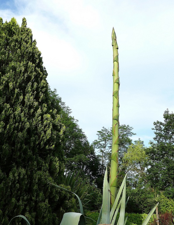 [Foto de planta, jardin, jardineria]