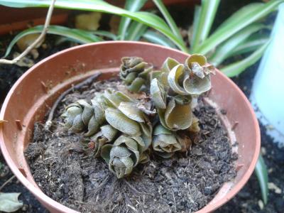 [Foto de planta, jardin, jardineria]
