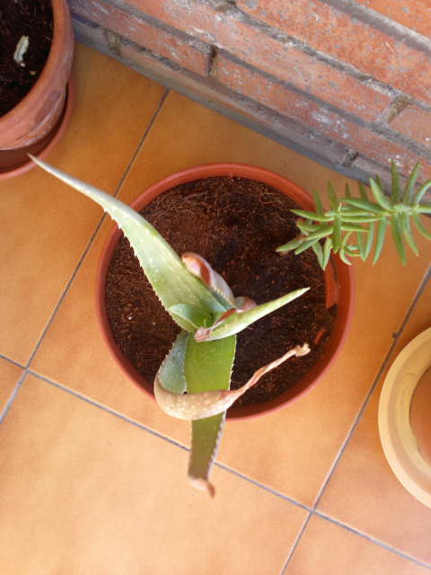 [Foto de planta, jardin, jardineria]