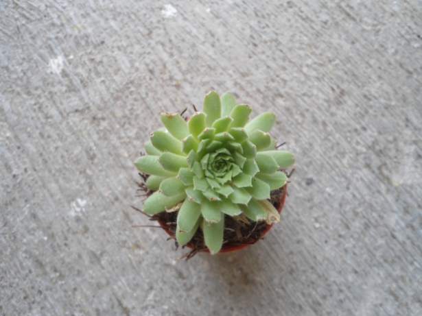 [Foto de planta, jardin, jardineria]