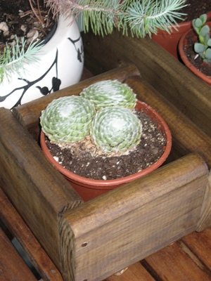 [Foto de planta, jardin, jardineria]