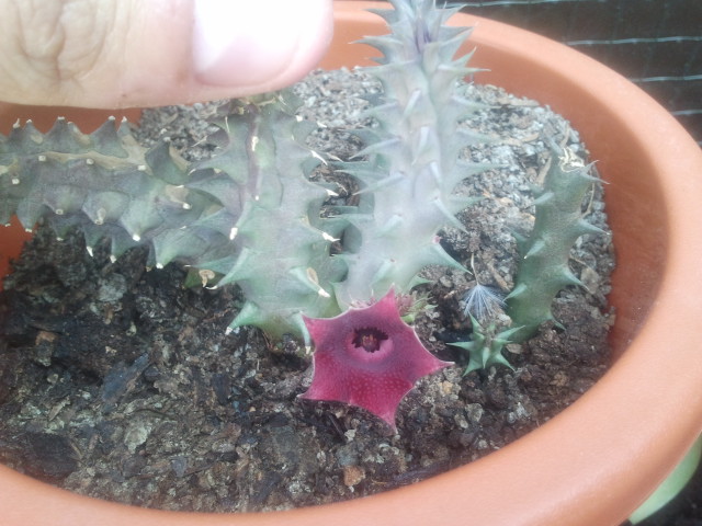 [Foto de planta, jardin, jardineria]
