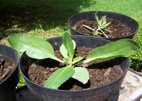 [Foto de planta, jardin, jardineria]
