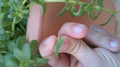 [Foto de planta, jardin, jardineria]