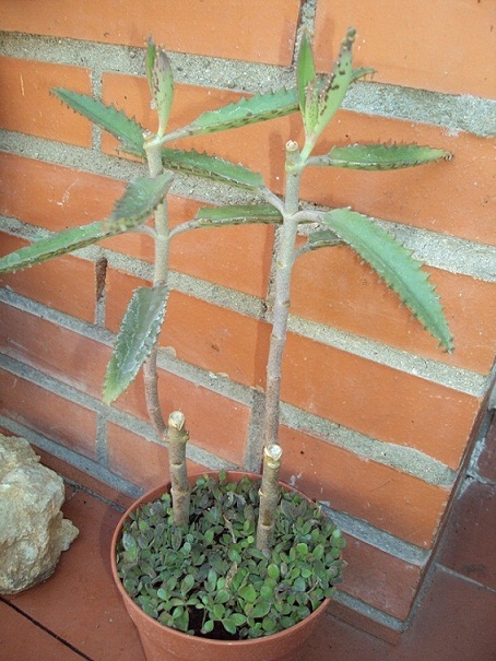 [Foto de planta, jardin, jardineria]