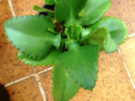[Foto de planta, jardin, jardineria]