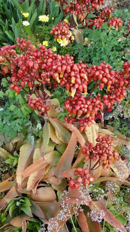 [Foto de planta, jardin, jardineria]