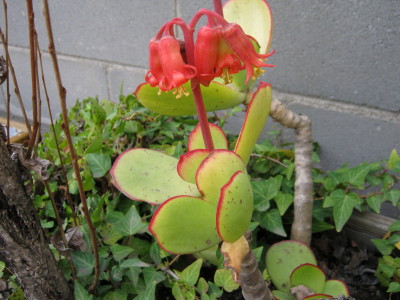 [Foto de planta, jardin, jardineria]