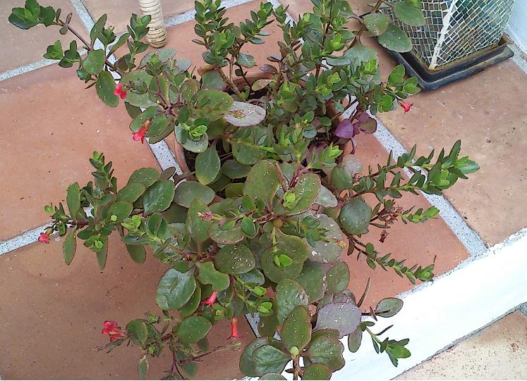 [Foto de planta, jardin, jardineria]