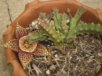 [Foto de planta, jardin, jardineria]