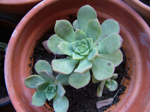 [Foto de planta, jardin, jardineria]