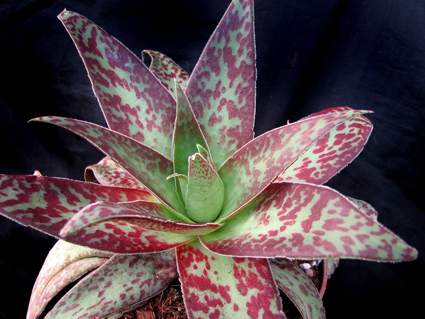 [Foto de planta, jardin, jardineria]
