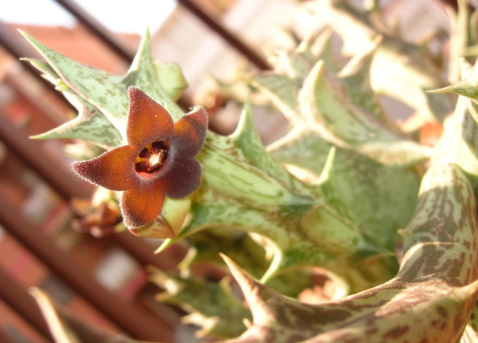 [Foto de planta, jardin, jardineria]