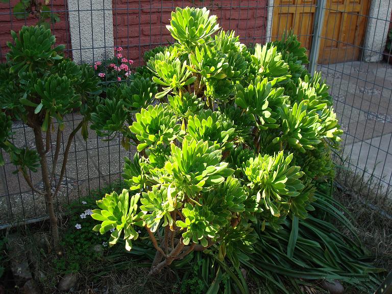 [Foto de planta, jardin, jardineria]