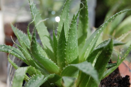 [Foto de planta, jardin, jardineria]