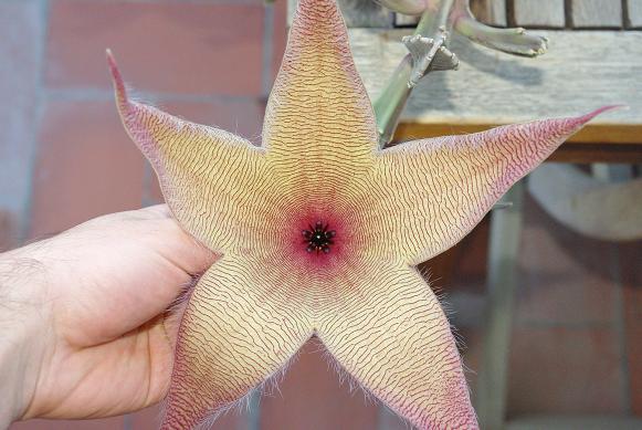 [Foto de planta, jardin, jardineria]