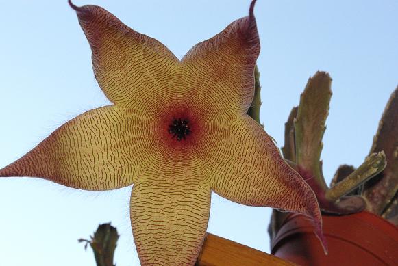[Foto de planta, jardin, jardineria]