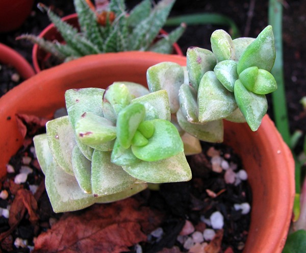 [Foto de planta, jardin, jardineria]