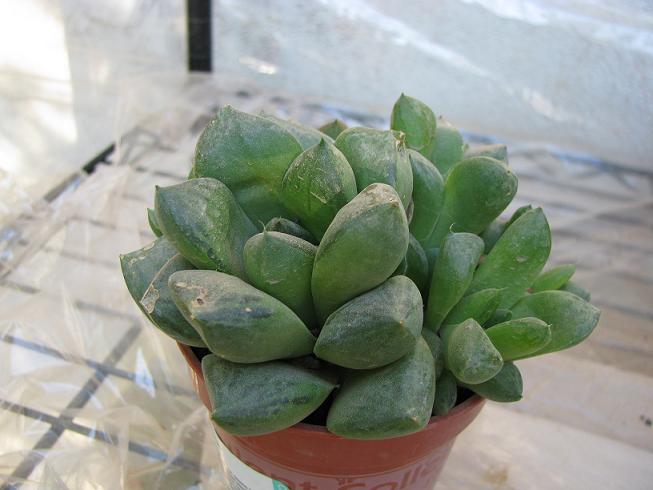 [Foto de planta, jardin, jardineria]