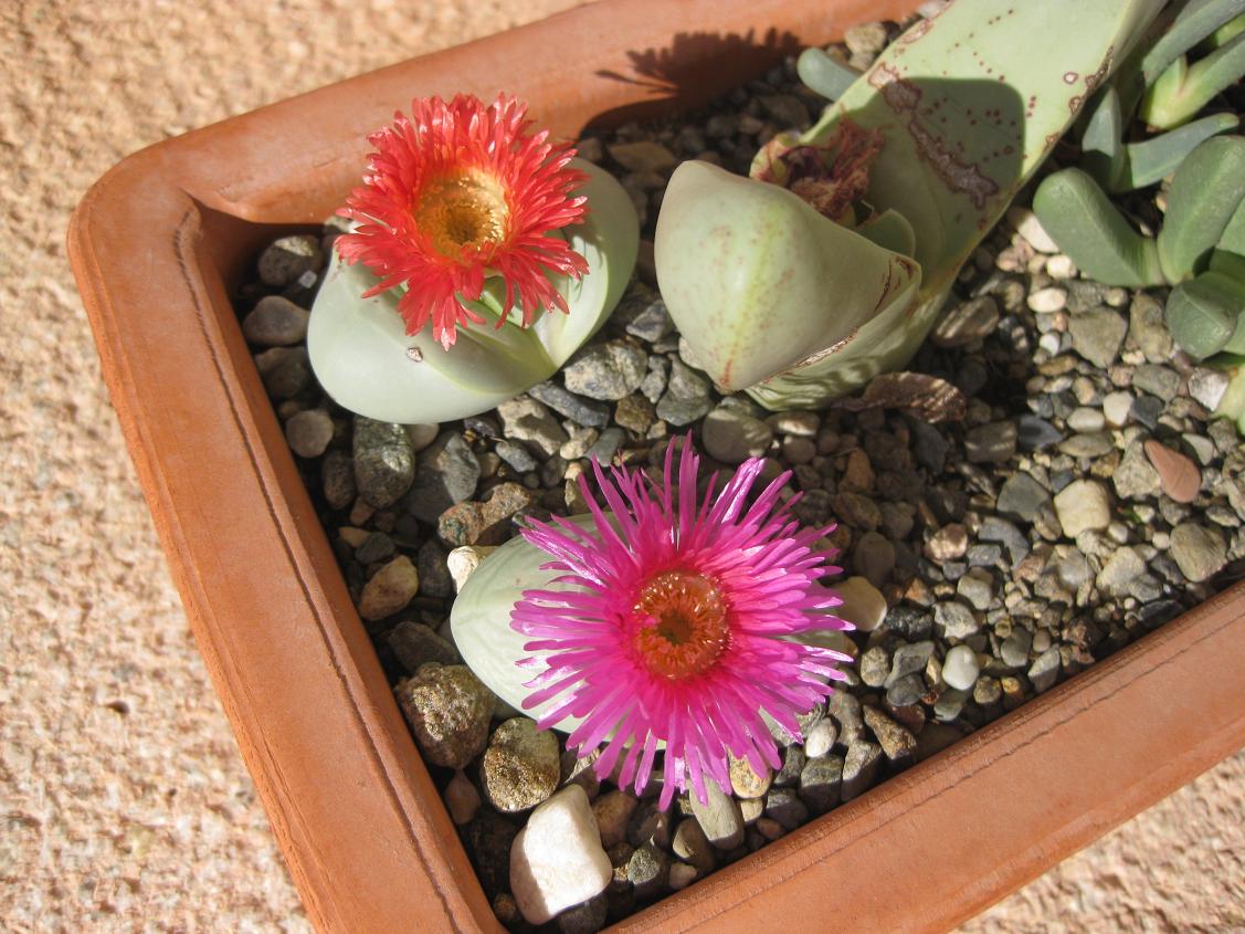 [Foto de planta, jardin, jardineria]