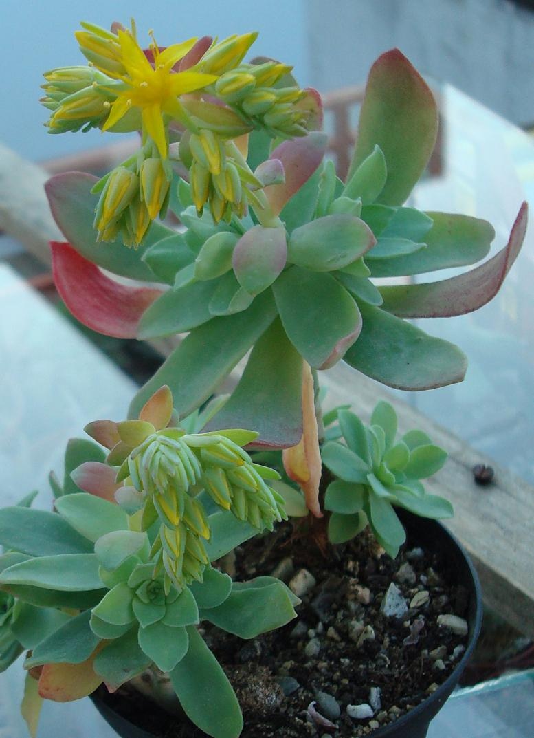 [Foto de planta, jardin, jardineria]