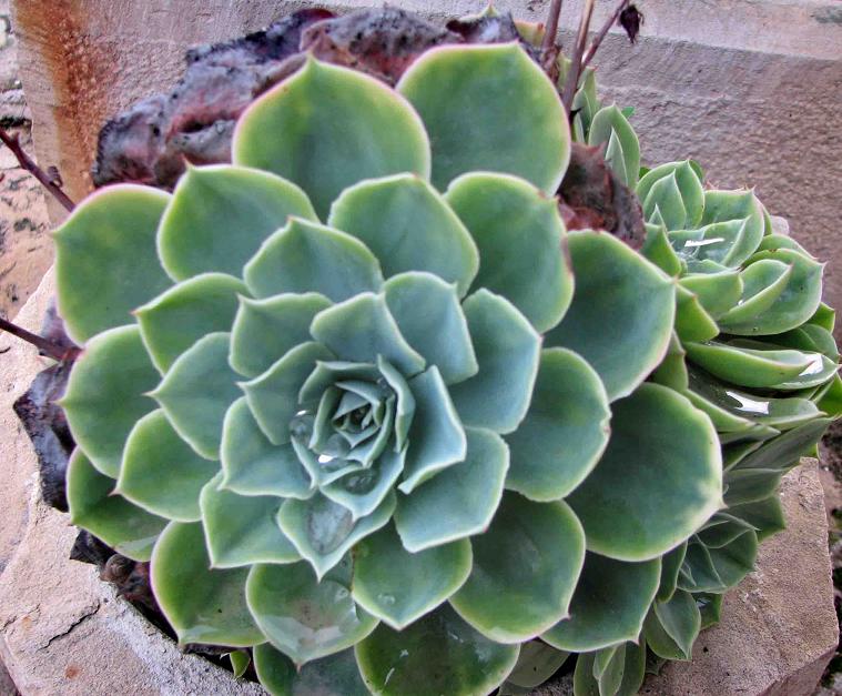 [Foto de planta, jardin, jardineria]