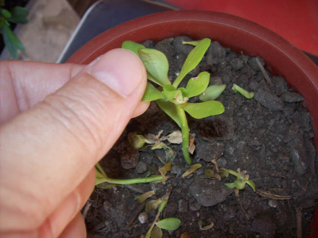 [Foto de planta, jardin, jardineria]