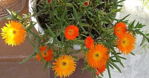 [Foto de planta, jardin, jardineria]
