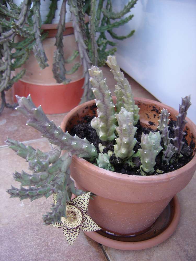 [Foto de planta, jardin, jardineria]