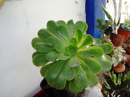 [Foto de planta, jardin, jardineria]