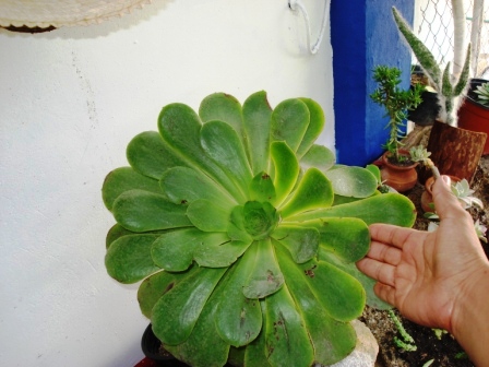 [Foto de planta, jardin, jardineria]