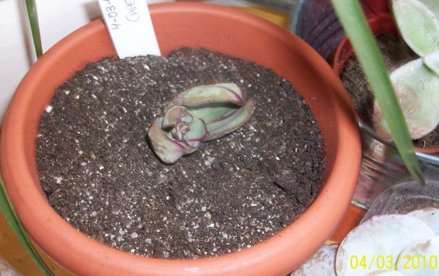 [Foto de planta, jardin, jardineria]