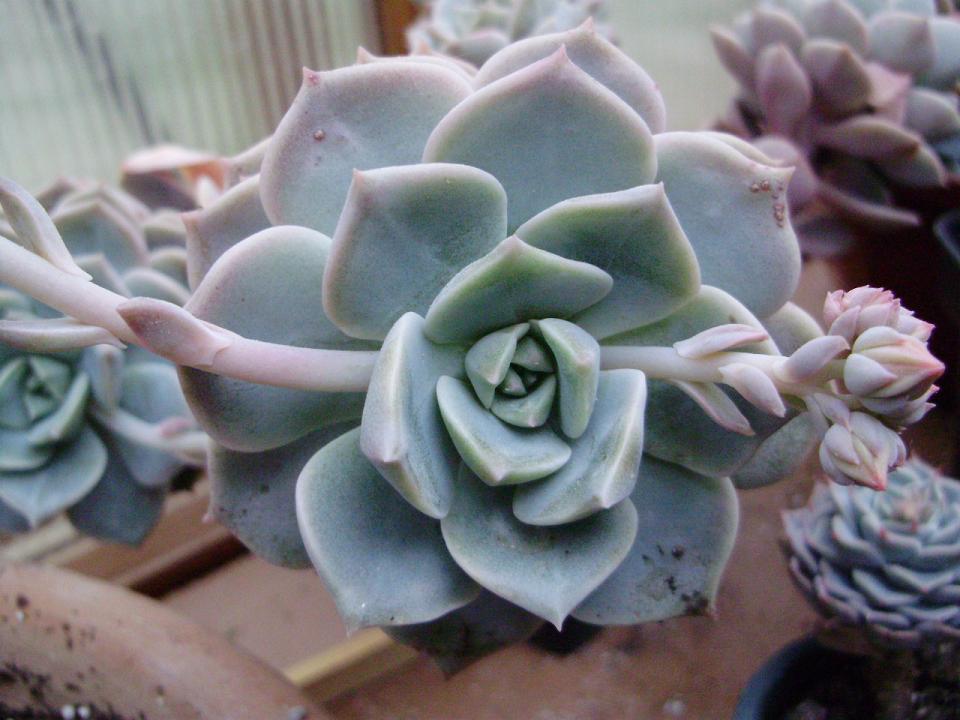 [Foto de planta, jardin, jardineria]