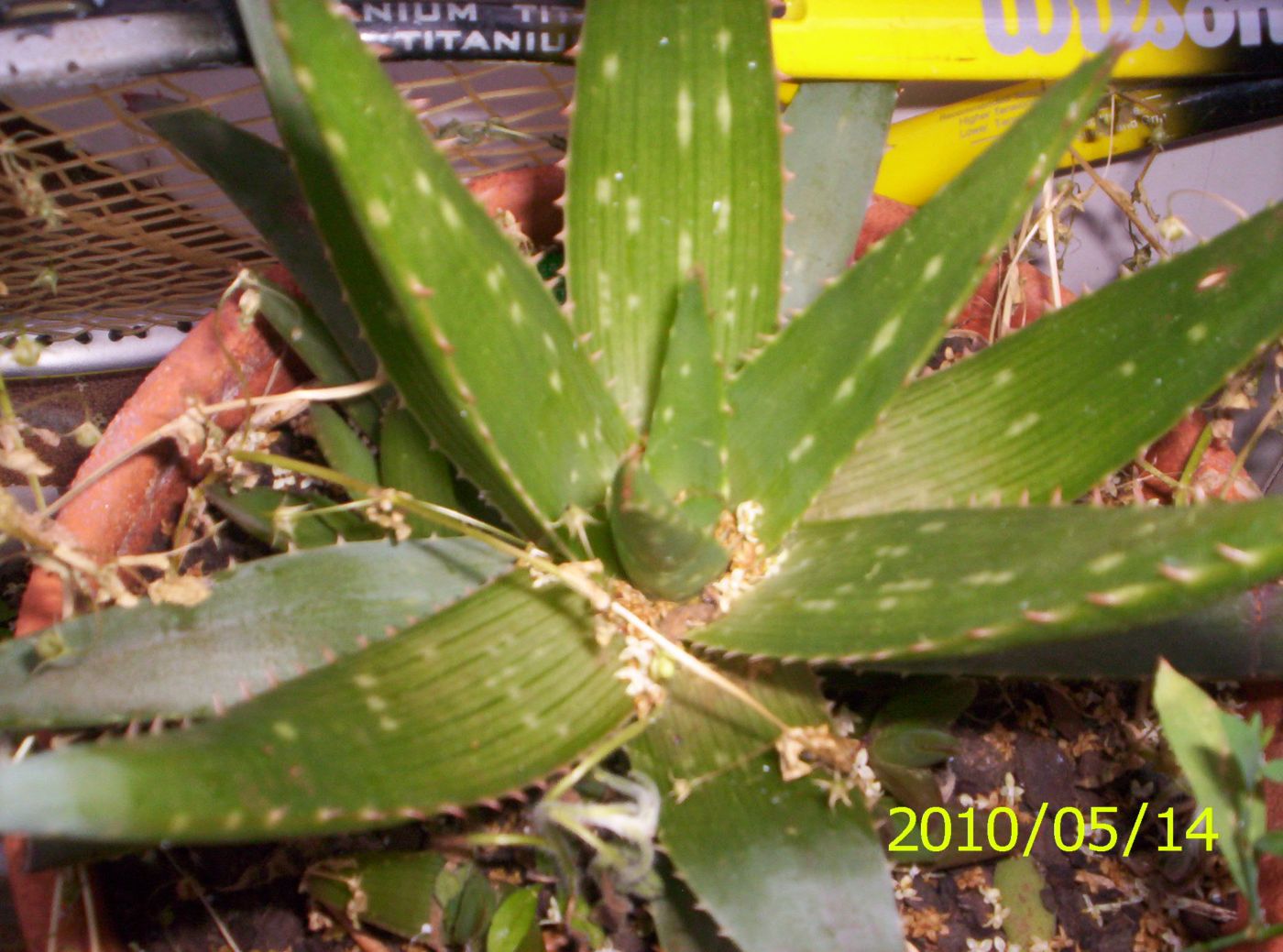 [Foto de planta, jardin, jardineria]