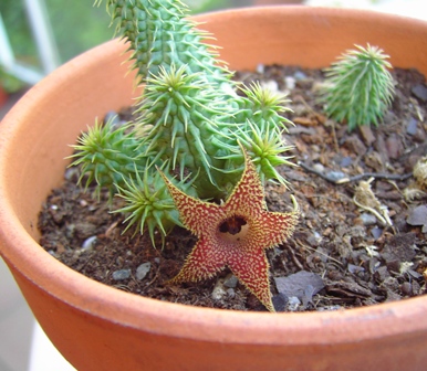 [Foto de planta, jardin, jardineria]
