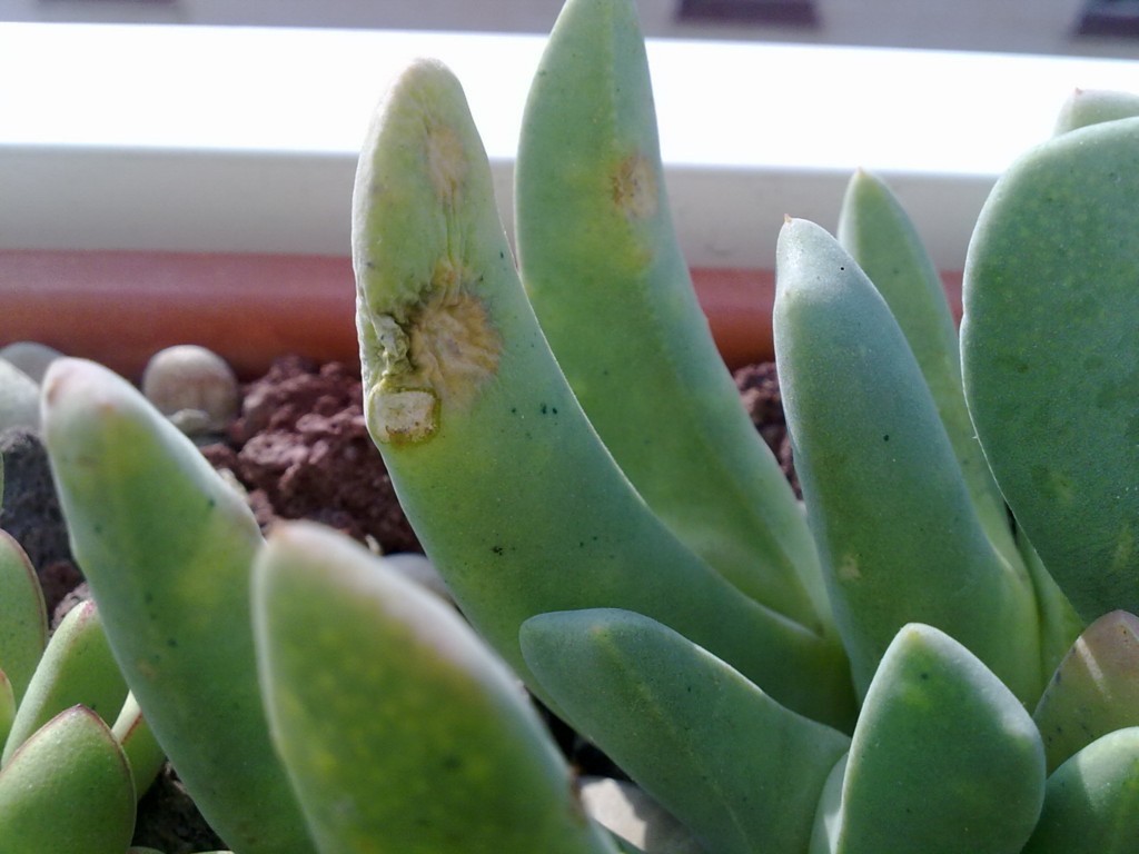 [Foto de planta, jardin, jardineria]