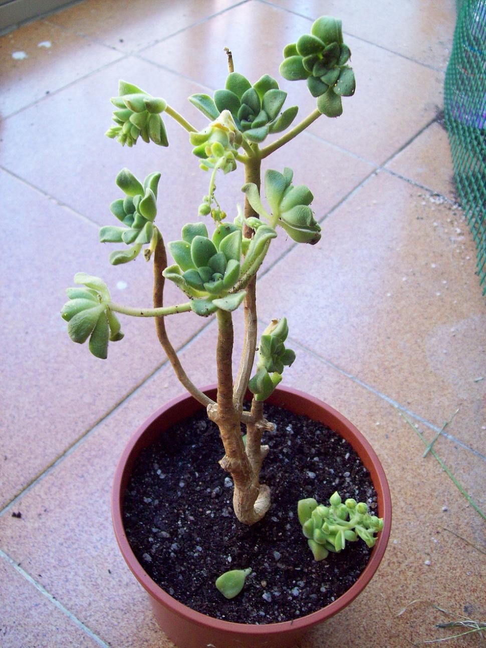 [Foto de planta, jardin, jardineria]
