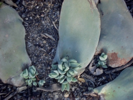 [Foto de planta, jardin, jardineria]