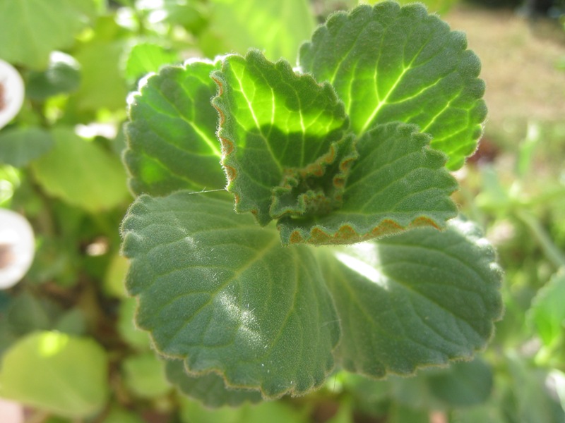 [Foto de planta, jardin, jardineria]