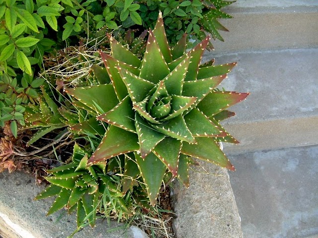 [Foto de planta, jardin, jardineria]