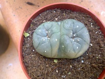 [Foto de planta, jardin, jardineria]