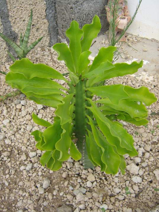 [Foto de planta, jardin, jardineria]